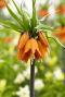 Fritillaria orange beauty sfeer