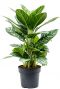 AGlaonema amazon silver