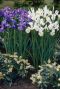 Iris hollandica mix sfeer 2