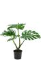 Monstera gatenplanten