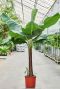 Musa bananenplant groot