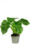 Philodendron bipinnatifidum