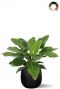 Philodendron met grote bladeren in pot