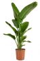 Plant strelitzia p21