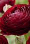 Ranunculus mix sfeer 3