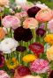 Ranunculus mix sfeer 4