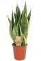 Sansevieria superba 17