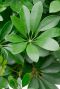 Schefflera handvormig groen blad 3