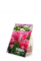 Tulipa double pink product