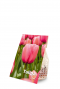 Tulipa pink product