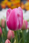 Tulipa pink sfeer 2