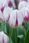 Tulipa purper mix 3