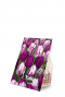 Tulipa purper mix product