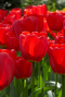 Tulipa red sfeer