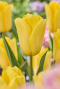 Tulipa regenboog mix sfeer 3