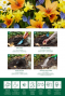 Wild flower bulbs mix instructie