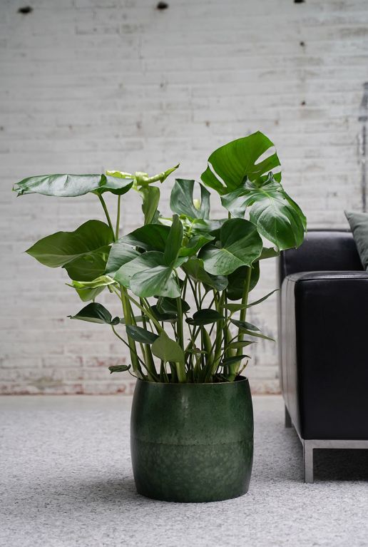 Monstera | Gatenplant 70cm Kopen?- 123planten.nl