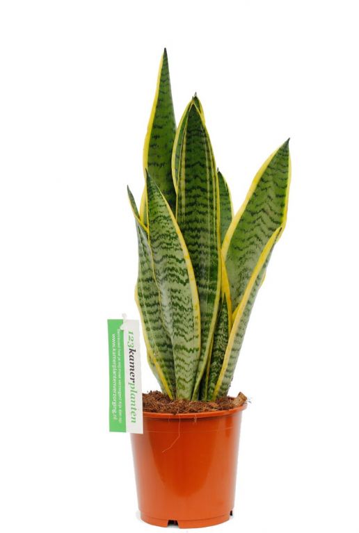 Sansevieria Laurentii Vrouwentong 45cm Kopen 123plantennl 