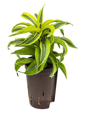 Dracaena lemon surprise hydrocultuurplant van 35 cm kopen ...