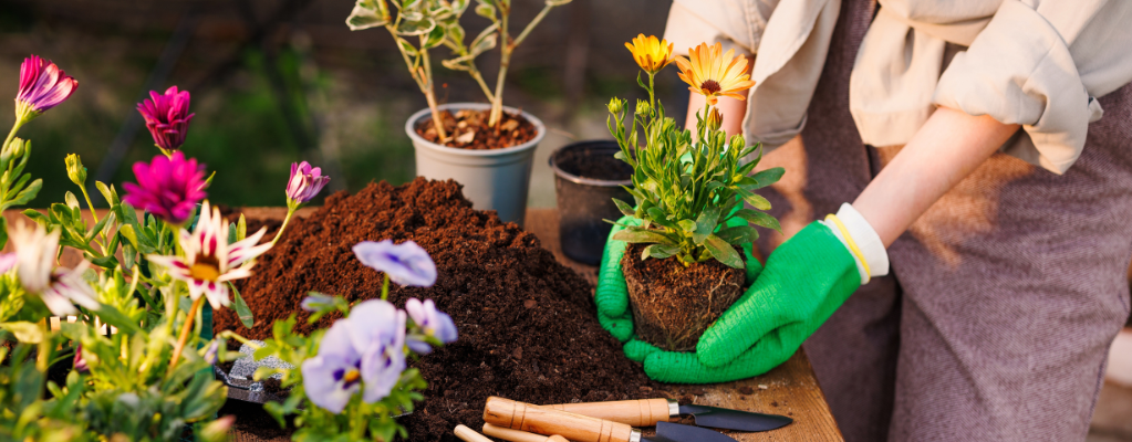 Tuinplanten verzorgen