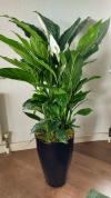 Spathiphyllum Sweet Sebastiano | Lepelplant 110cm Kopen?- 123planten.nl