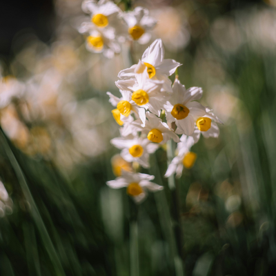 Narcissen