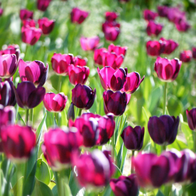 Tulpen bollen