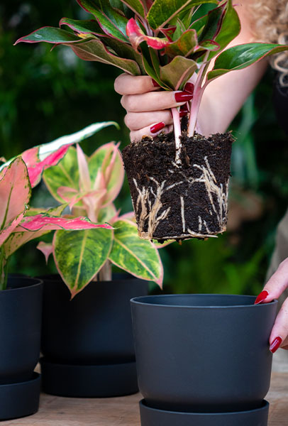 Aglaonema potgrond informatie