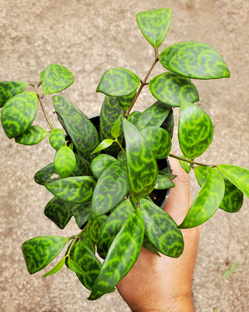 Aeschynanthus standplaats