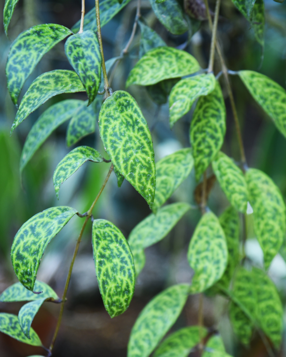 Lipstickplant verpotten