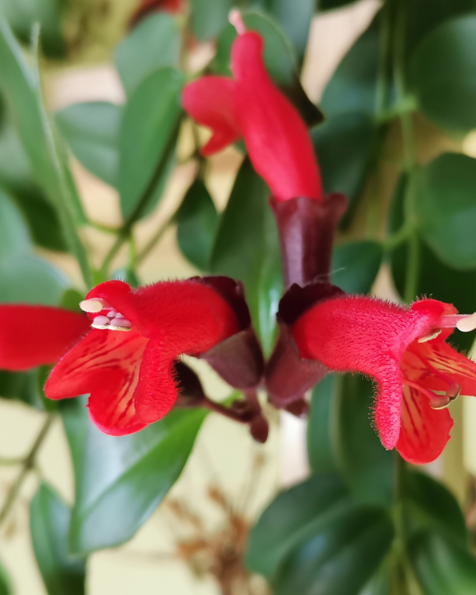 Bloemen van de Aeschynanthus 