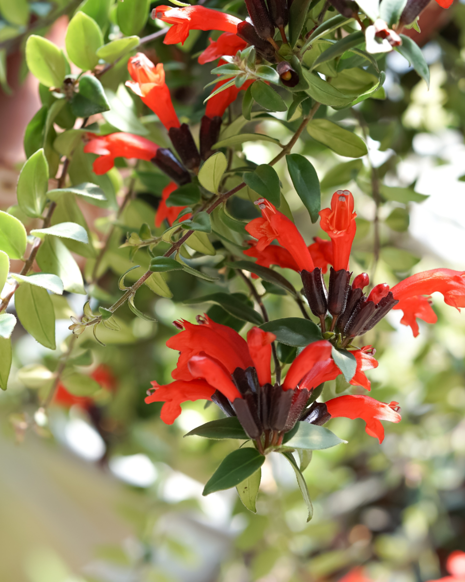 Lipstickplant onderhouden