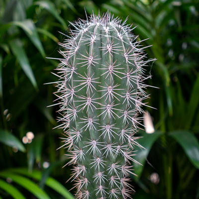 Cactus Zuilcactus