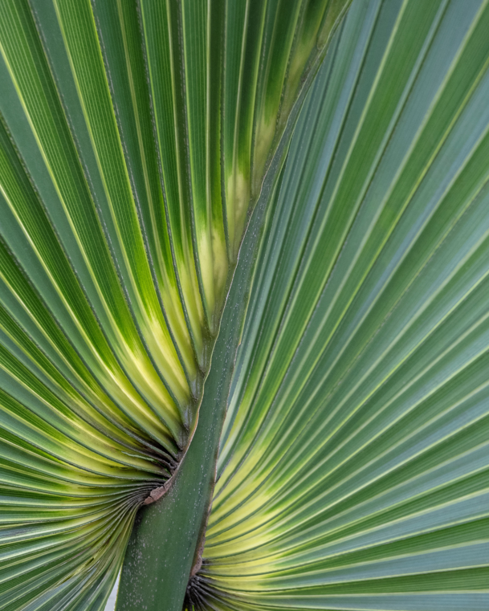 Bloei van de Waaierpalm