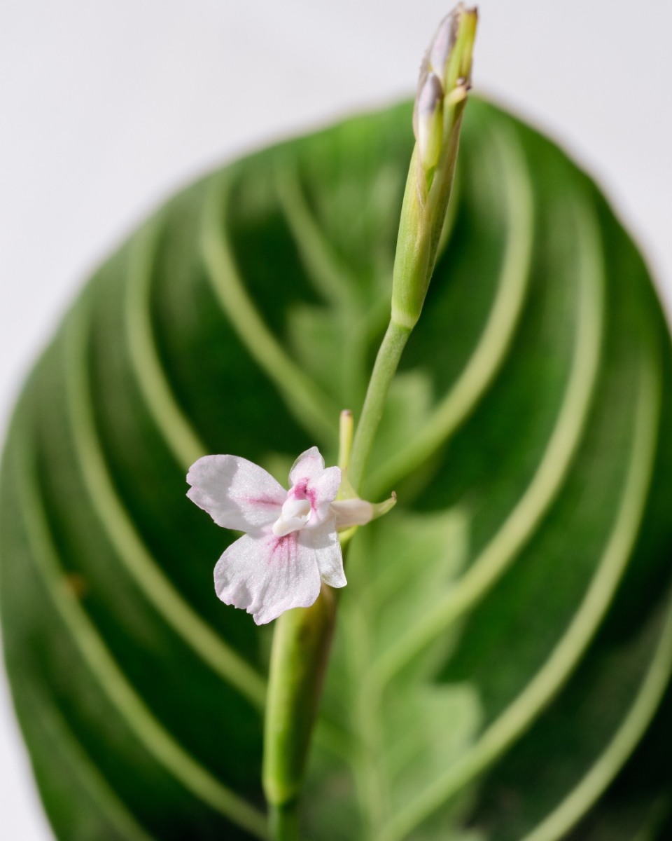 Bloemen van de Maranta