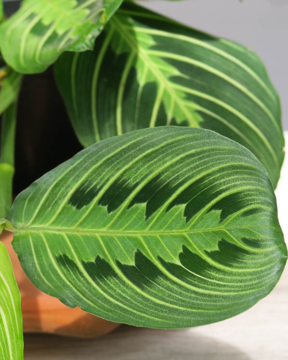 Maranta verzorgen