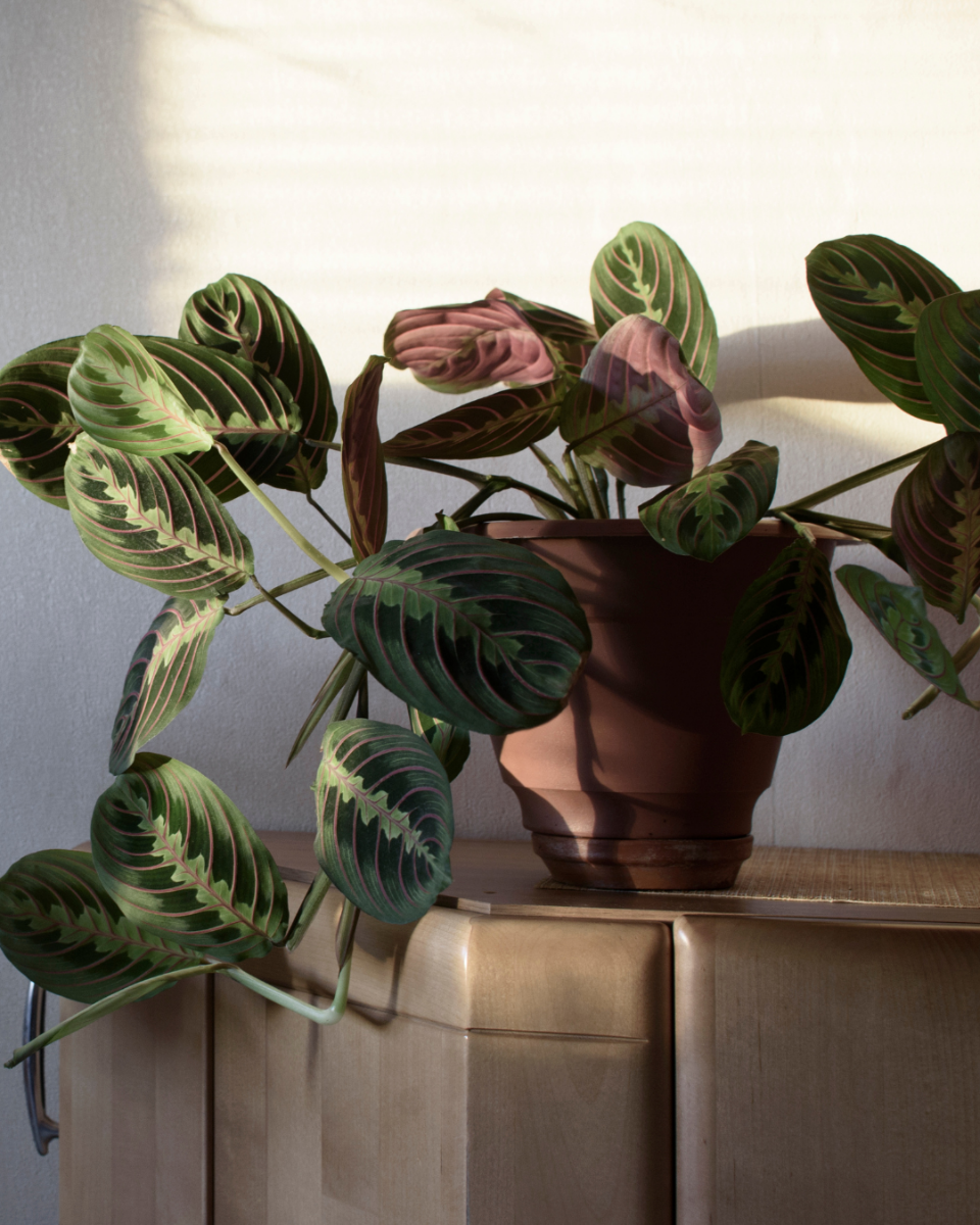 Maranta standplaats