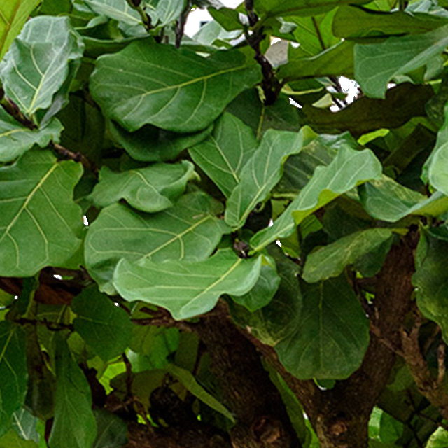 Grote Kamerplanten Tot Wel 4 Meter Hoog 123plantennl 