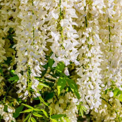 Witte tuinplanten 