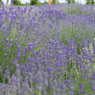 Paarse en blauwe tuinplanten 