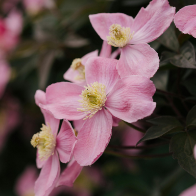 Roze tuinplanten 