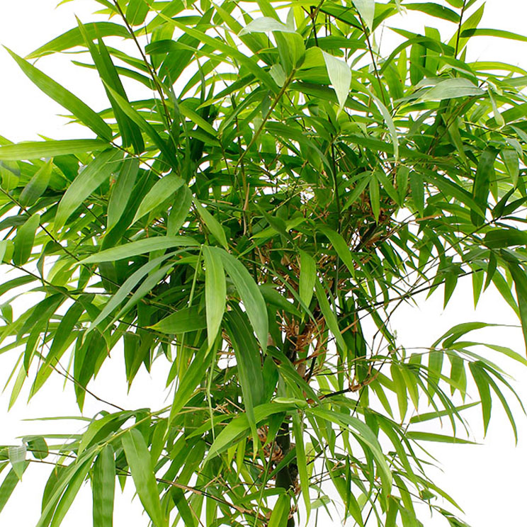 Bamboe verzorging & informatie -