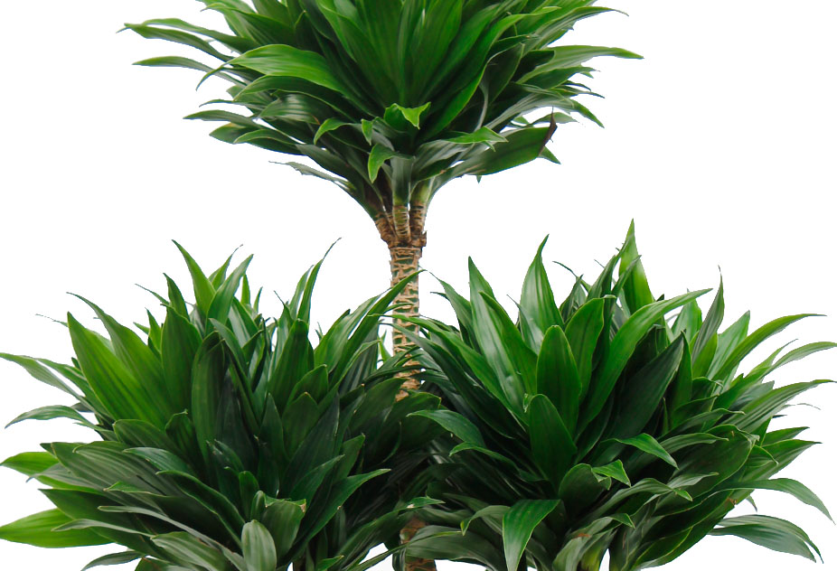  Dracaena verzorging tips informatie 123planten nl