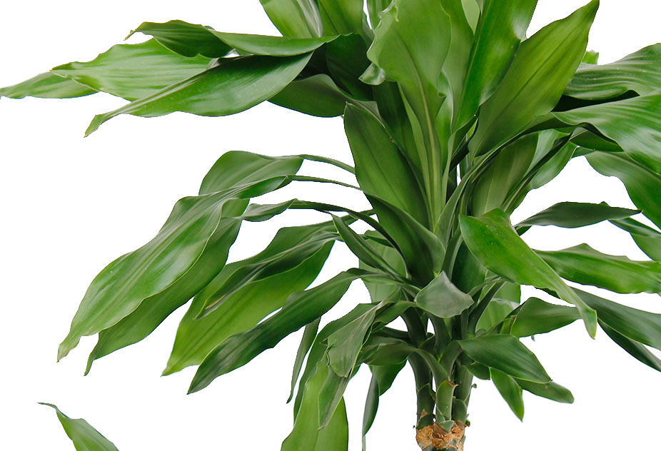  Dracaena verzorging tips informatie 123planten nl