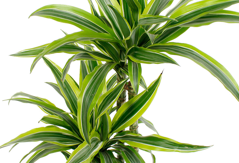  Dracaena verzorging tips informatie 123planten nl