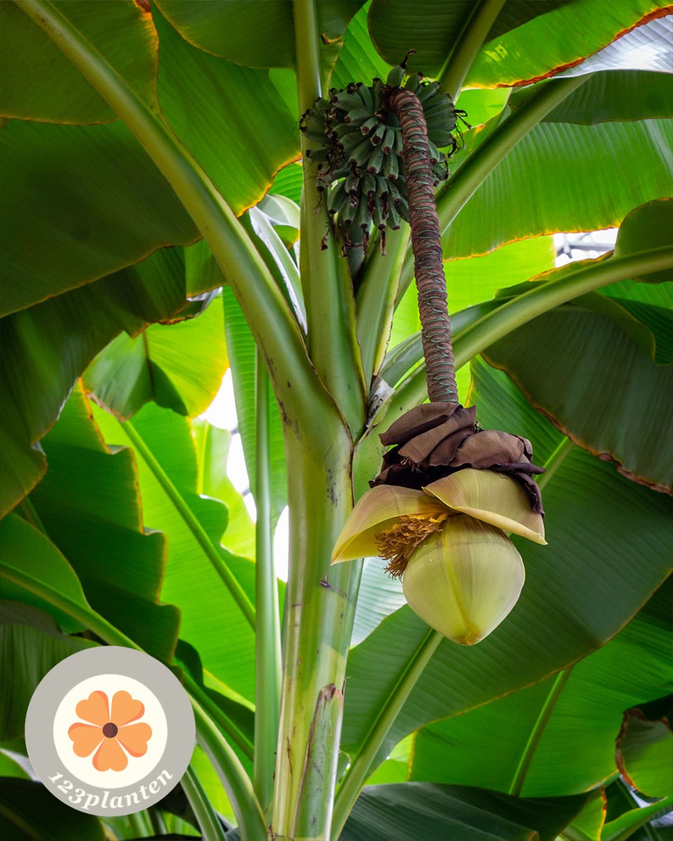 Verklaring rooster Logisch Musa (Bananenplant) verzorging tips & informatie - 123planten.nl