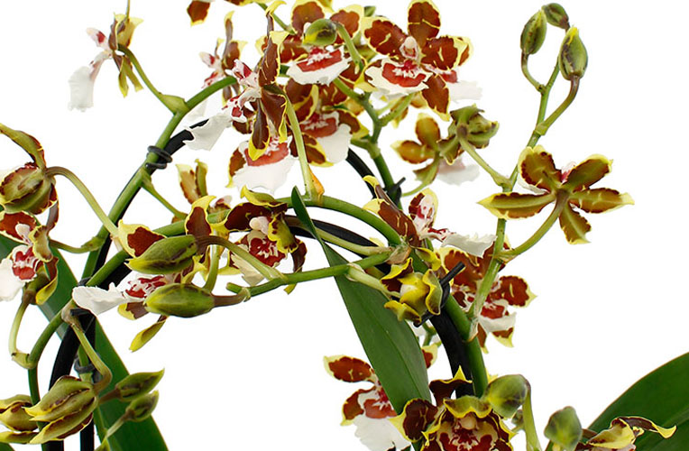 Nucleair In werkelijkheid Weigering Orchidee (phalaenopsis) verzorging tips - 123planten.nl