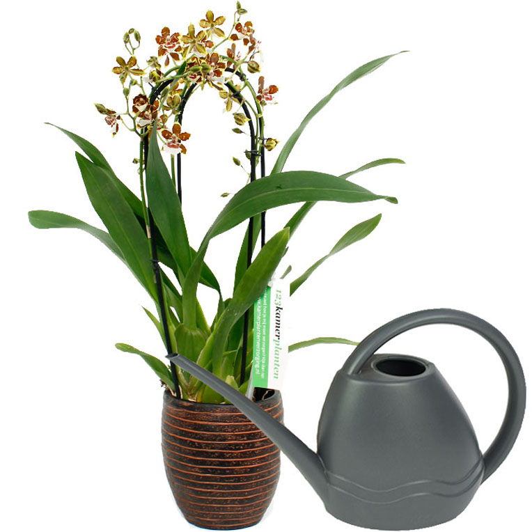 Orchidee (phalaenopsis) tips & - 123planten.nl