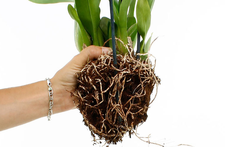 (phalaenopsis) verzorging tips -