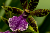 Orchidee bezorgen